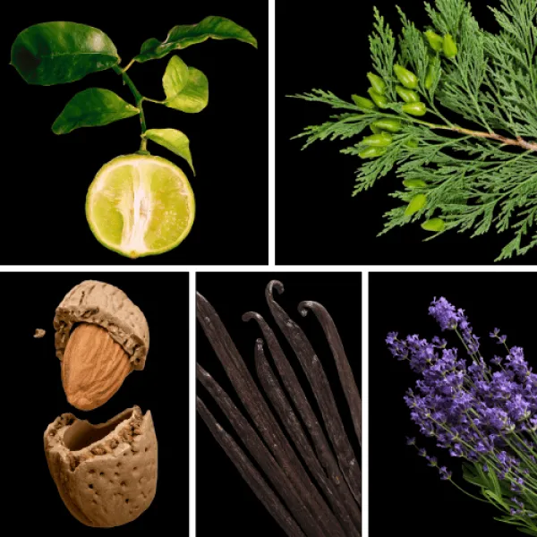 Duftnoten: Bergamotte, Zypresse, Bittermandel, Vanille, Lavendel Duftnoten: Bergamotte, Zypresse, Bittermandel, Vanille, Lavendel