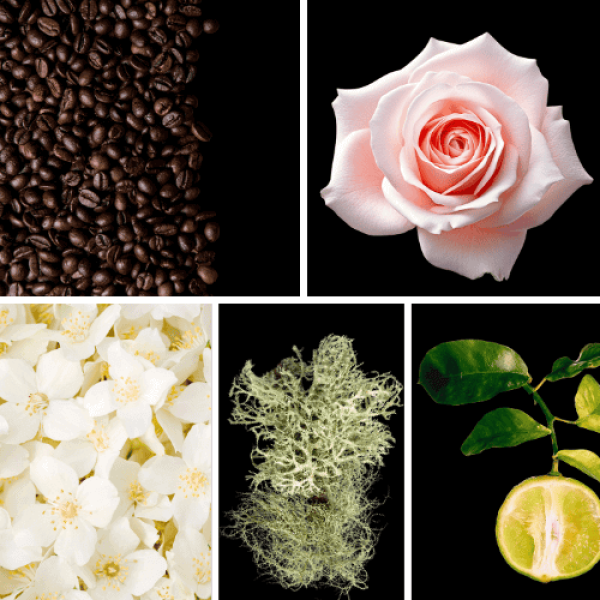 Duftnoten:Kaffee, Rose, Jasmin, Eichenmoos, Bergamotte