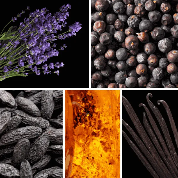 Profumo D’oro #121 – Duftnoten des Herren Eau de Parfum mit Vanille, Tonkabohne, Amber und würzigen Noten