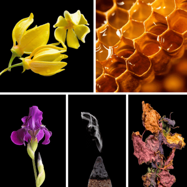 Duftnoten: Yang-Ylang, Honig, Iris, Weihrauch, Patchouli