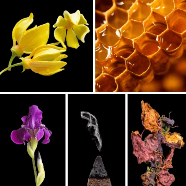 Duftnoten: Yang-Ylang, Honig, Iris, Weihrauch, Patchouli Duftnoten: Yang-Ylang, Honig, Iris, Weihrauch, Patchouli
