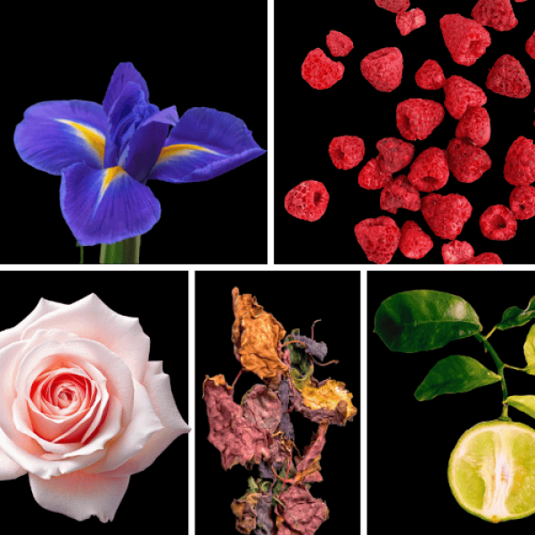 Duftnoten: Iris, Himbeere, Rose, Patchouli, Bergamotte