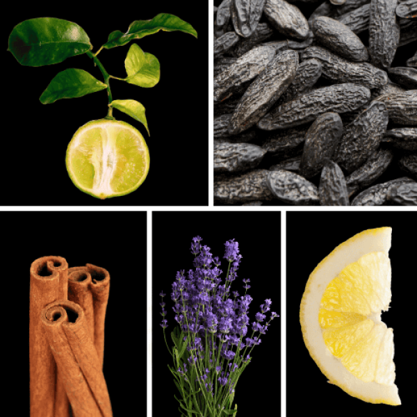 Duftnoten: Bergamotte, Tonkabohne, Zimt, Lavendel, Zitrone