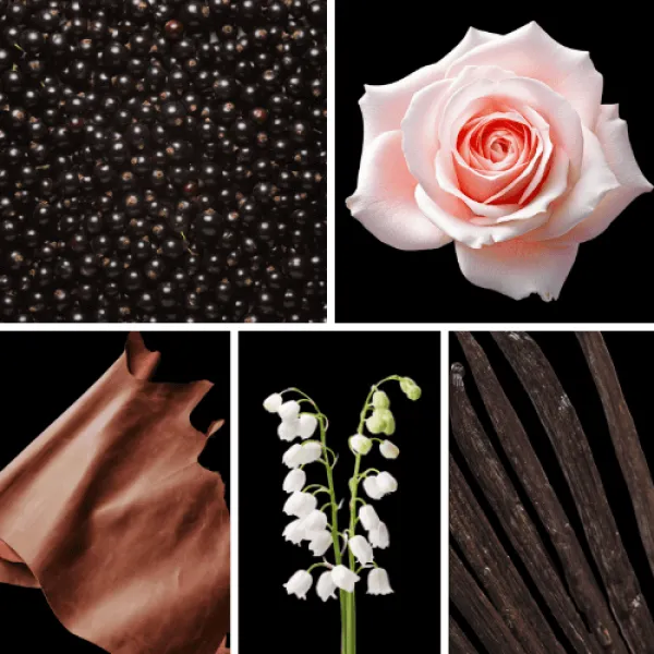 Duftnoten: schwarze Johannisbeere, Rose, Leder, Maiglöckchen, Vanille Duftnoten: schwarze Johannisbeere, Rose, Leder, Maiglöckchen, Vanille