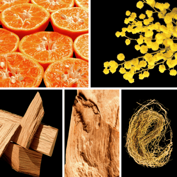 Duftnoten: Mandarine, Mimose, Zendernholz, Sandelholz, Vetiver
