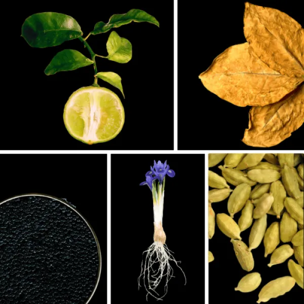 Duftnoten: Bergamotte, Tabak, Kaviar, Iriswurzel, Kardamom Duftnoten: Bergamotte, Tabak, Kaviar, Iriswurzel, Kardamom