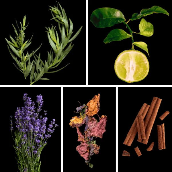 Duftnoten: Estragon, Bergamotte, Lavendel, Patchouli, Zimt