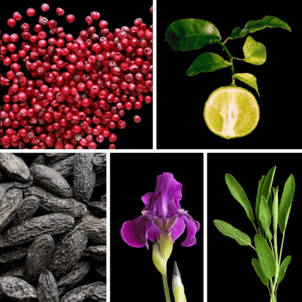 Duftnoten: rosa Pfeffer, Bergamotte, Tonkabohne, Iris, Salbei