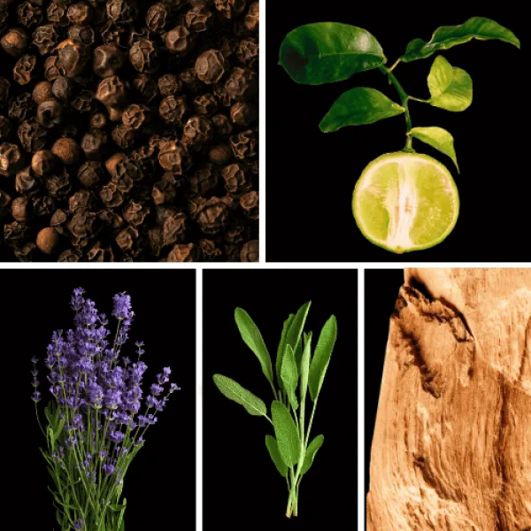 Profumo D'oro # 197 Bergamotte Lavendel Palo Santo Profumo D'oro # 197 Bergamotte Lavendel Palo Santo