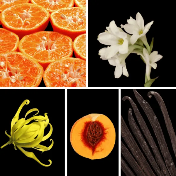 Duftnoten: Mandarine, Tuberose, Ylang-Ylang, Pfirsich, Vanille Duftnoten: Mandarine, Tuberose, Ylang-Ylang, Pfirsich, Vanille