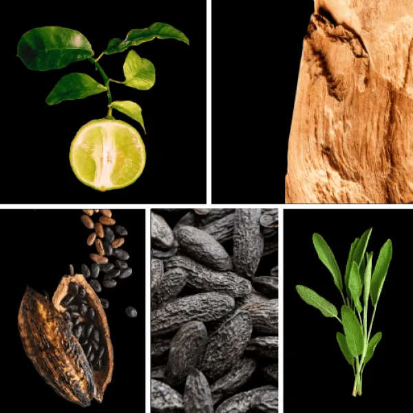 Duftnoten: Bergamotte, Zedernholz, Kakao, Tonkabohne, Salbei