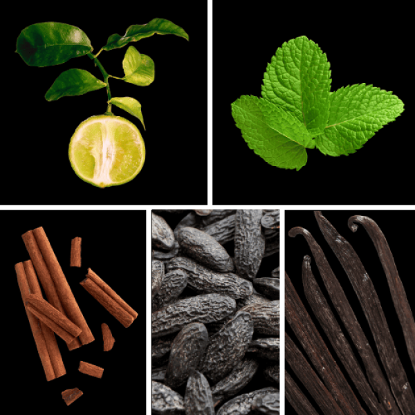 Duftnoten: Bergamotte, Minze, Zimt, Tonkabohne, Vanille