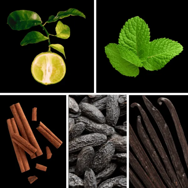 Duftnoten: Bergamotte, Minze, Zimt, Tonkabohne, Vanille