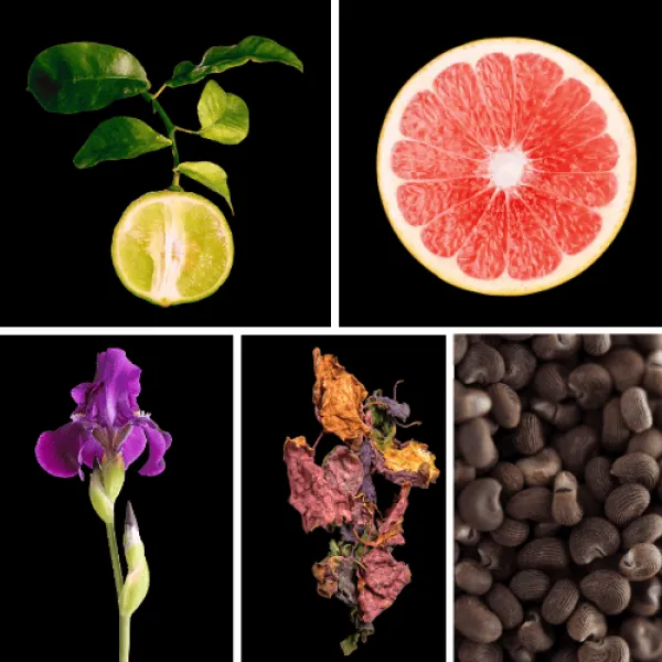Duftnoten: Bergamotte, Grapefruit, Iris, Patschuli, Ambrette Duftnoten: Bergamotte, Grapefruit, Iris, Patschuli, Ambrette