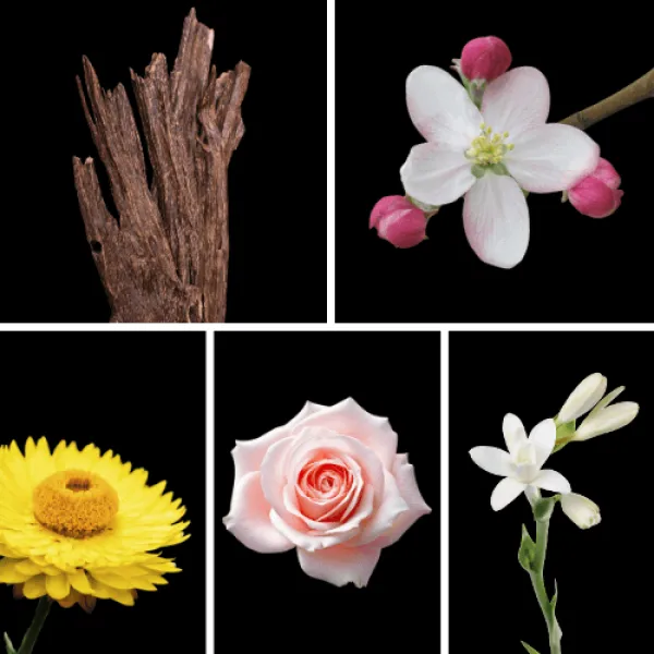 Duftnoten: Oud, Immortelle, Orangenblüte, Rose, Jasmin Duftnoten: Oud, Immortelle, Orangenblüte, Rose, Jasmin