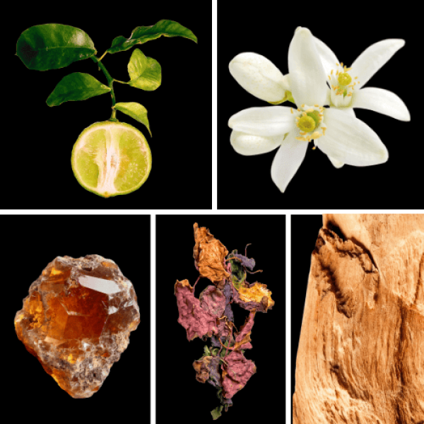 Duftnoten: Bergamotte, Orangenblüte, Ambra, Patchouli, Zedernholz