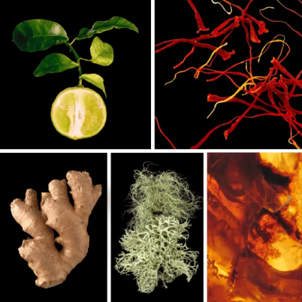 Duftnoten:Bergamotte, Safran, Ingwer, Eichenmoos, Ambra