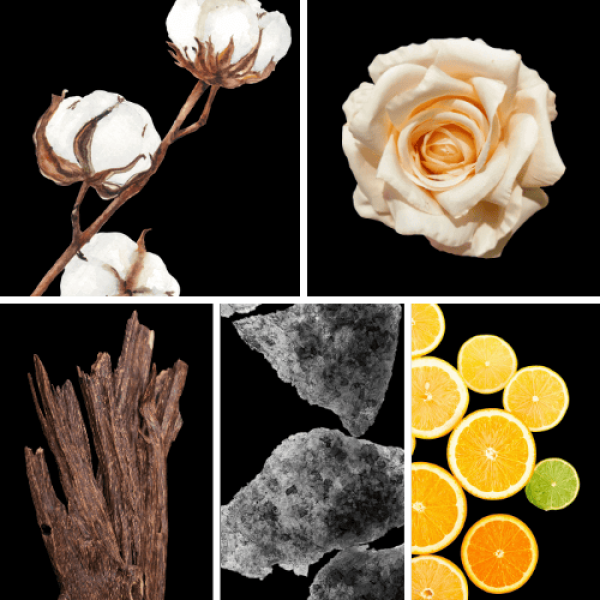 Duftnoten: Baumwollblüten, Rose, Oud, Moschus, Zitrusnoten