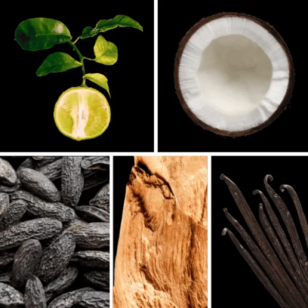 Duftnoten: Bergamotte, Kokosnussholz, Tonkabohne, Zedernholz, Vanille