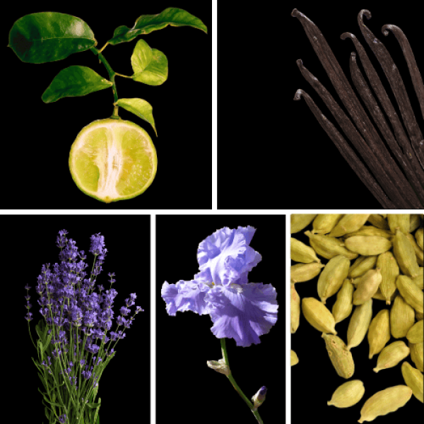 Duftnoten: Bergamotte, Vanille, Lavendel, Iris, Kardamom