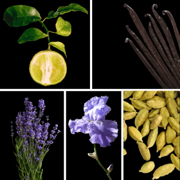 Duftnoten: Bergamotte, Vanille, Lavendel, Iris, Kardamom Duftnoten: Bergamotte, Vanille, Lavendel, Iris, Kardamom