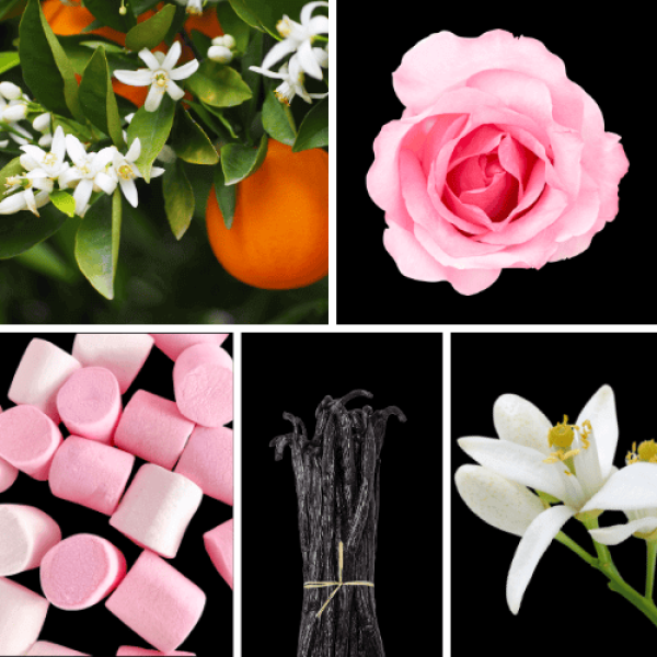 Duftnoten: Orangenblüte, Rose, Marshmellow-Note, Vanille, Neroli