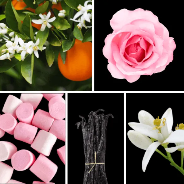 Duftnoten: Orangenblüte, Rose, Marshmellow-Note, Vanille, Neroli Duftnoten: Orangenblüte, Rose, Marshmellow-Note, Vanille, Neroli
