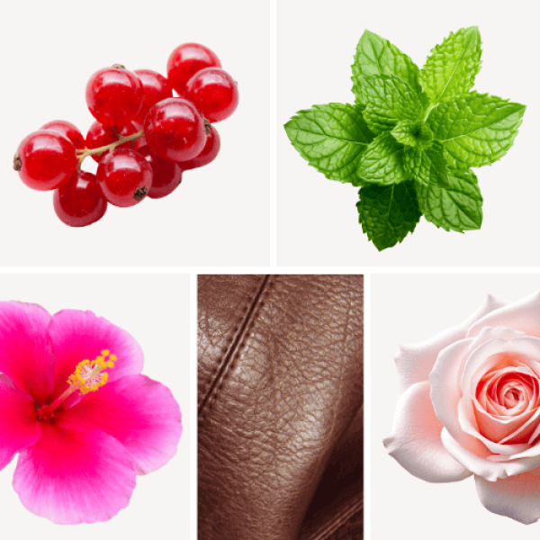 Duftnoten: Johannisbeere, Minze, Hibiskus, Leder, Rose