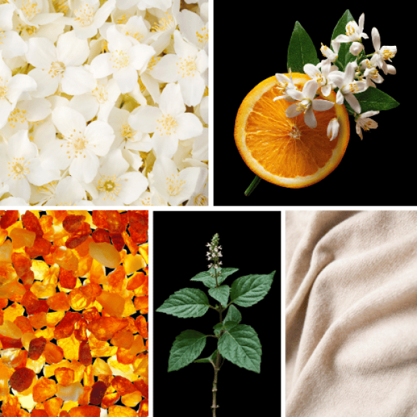 Duftnoten des Profumo D’oro Damen-Parfums mit Jasmin, Orangenblüte, Moschus, Kaschmir, Amber und Patchouli