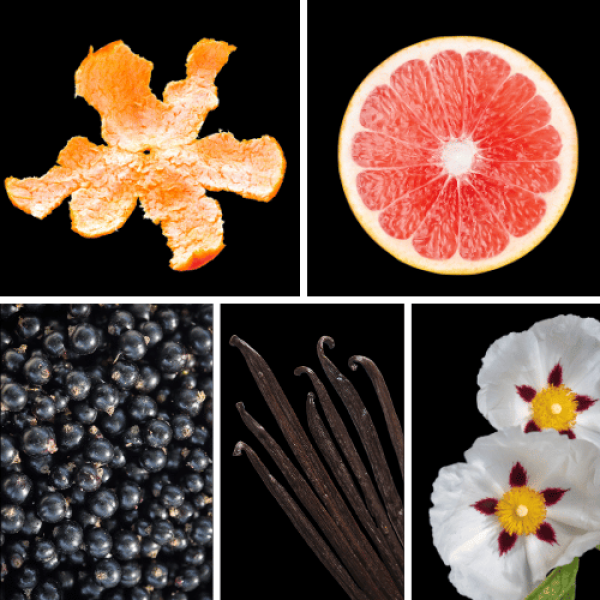 Duftnoten des Profumo D’oro Unisex-Parfums mit Mandarine, Grapefruit, Bergamotte, schwarzer Johannisbeere, Rose, Geranie, Patschuli, Moschus, Labdanum und Vanille