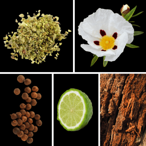Duftnoten des Profumo D’oro Herrenparfums mit Bergamotte, Oregano, Pimentbeere, Weihrauch, Amber, Zistrose, Opoponax, Leder, Oud, Patchouli und Sandelholz