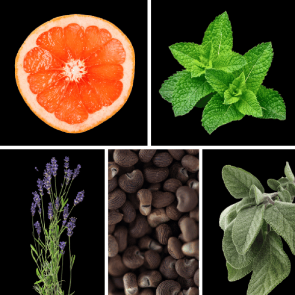 Duftnoten des Profumo D’oro Herrenparfums mit Lavendel, Bitterorange, grüner Minze, Muskatellersalbei, Ambroxan und Ambrette