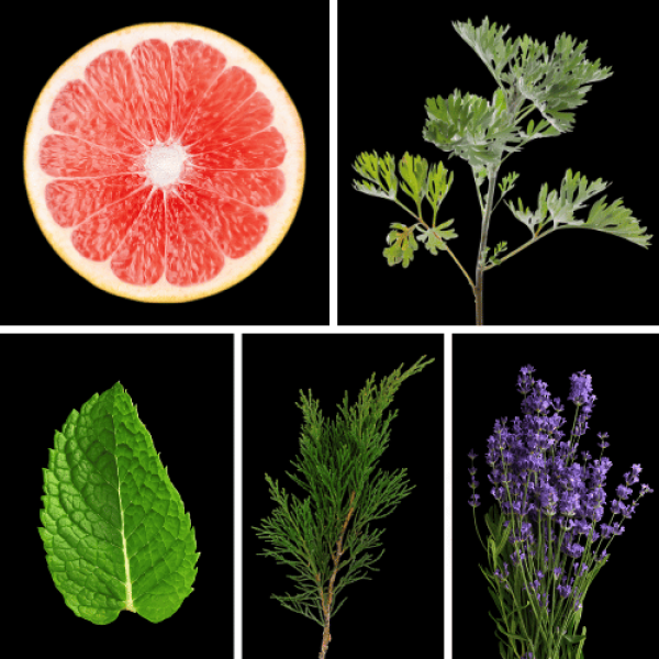 Duftnoten des Profumo D’oro Herrenparfums mit Grapefruit, Absinth, Minze, Lavendel, Zypresse und Patschuli