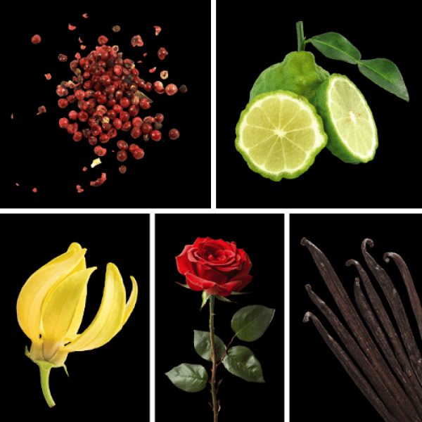 Duftnoten des Profumo D’oro Unisex-Parfums mit Weihrauch, rosa Pfeffer, Bergamotte, Zedernholz, Ylang-Ylang, Rose, Jasmin, Vanille, Rum und Benzoe