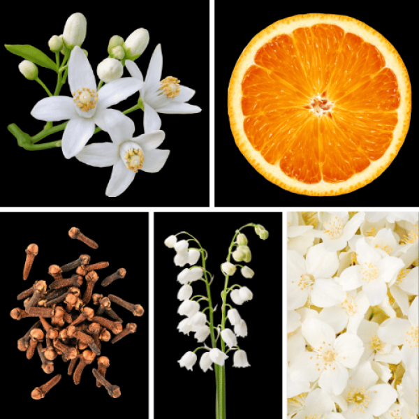Duftnoten des Profumo D’oro Unisex-Parfums mit Orange, Orangenblüte, Bergamotte, Jasmin, Maiglöckchen, Rose, Gewürznelke, Zedernholz, Moschus und holzigen Noten