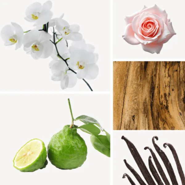 Duftnoten: Orchidee, Rose, Vanille, Bergamotte, Sandelholz