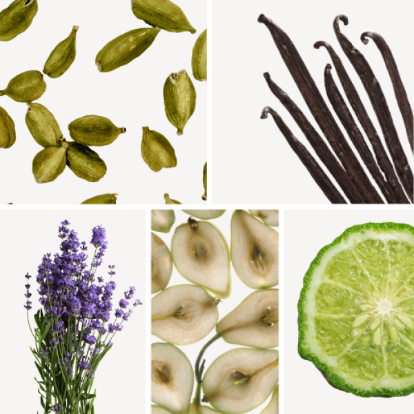 Duftnoten: Kardamom, Vanille, Lavendel, Birne, Bergamotte